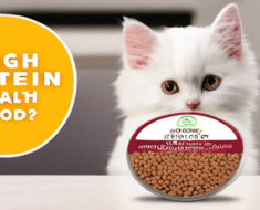 Is High Protein Cat Food Good for Urinary Health