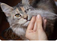 Best food for cat hair loss