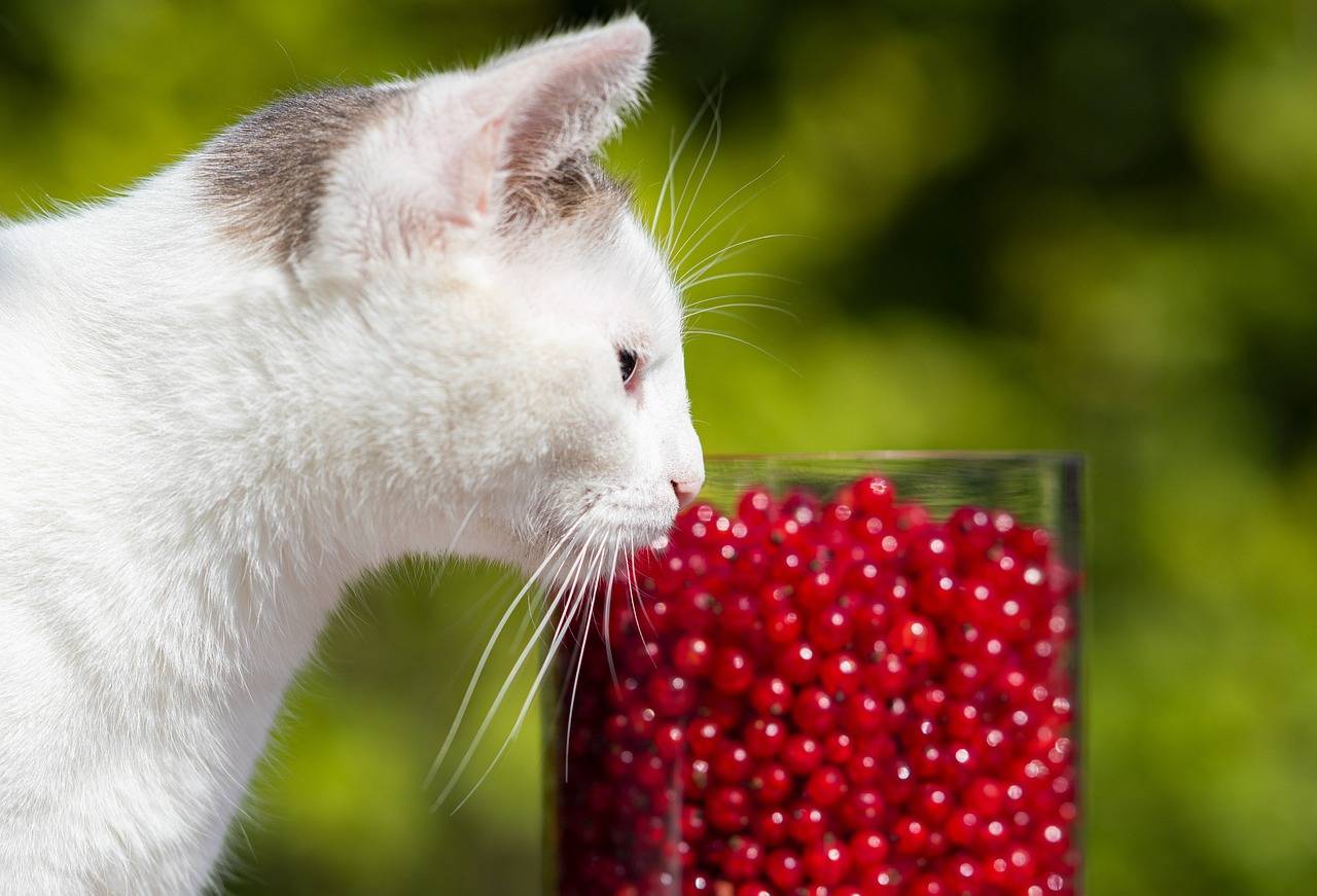 Cat nutrition suplements