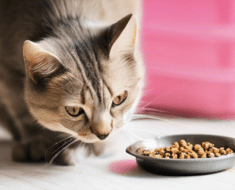 What Dry Cat Food is Best for Constipation