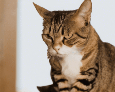 How Can I Help My Constipated Cat ? Expert Tips & Remedies
