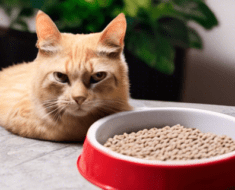 How Long Can Wet Cat Food Stay Out? Find the Best Storage Time!