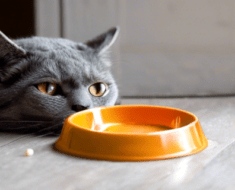 How Long Can a Cat Last Without Food