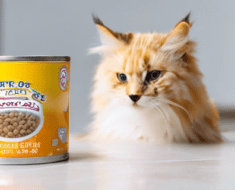 How Long to Leave Wet Cat Food Out