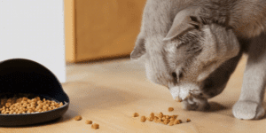 How Much Dry Food for Cat Expert Feeding Guide