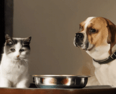Is It Safe for Dogs to Eat Cat Food? Discover the Facts and Risks