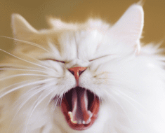 My Cat Keeps Sneezing! Symptoms causes and solution