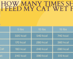 How Many Times Should I Feed My Cat Wet Food