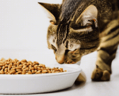 Do Cats Need Grain Free Food