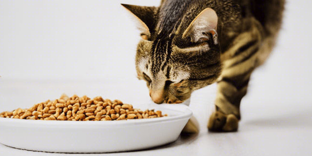 Do Cats Need Grain Free Food