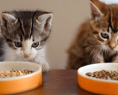 What happens if kitten eat older cat food? surprising consequences