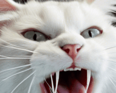 Why Is My Cat Growling ? Understanding the Behavior