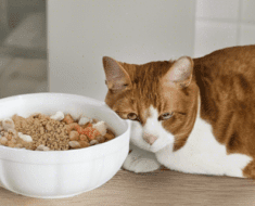 Why Limited Ingredient Cat Food ? The Solution to Your Pet’s Health Needs!