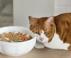 How to Soothe Cats with a Sensitive Stomach- Expert Tips