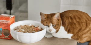 Low carb dry cat food