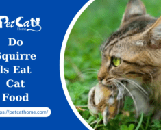 Can Cats Eat Kitten Food