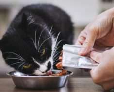 Does Dry Cat Food Expire