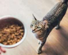 How Long is Canned Cat Food Good for