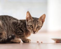 How Long Should a Kitten Eat Kitten Food