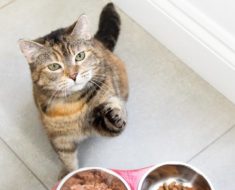 How Long Should Cats Eat Kitten Food
