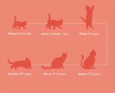 How Long to Feed Kittens Kitten Food