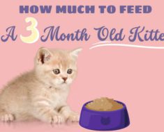 How Much Wet Food to Feed a Kitten 3 Months