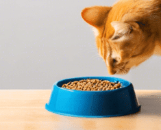 what cat food is best for diarrhea