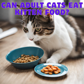 Can Adult Cats Eat Kitten Food? 