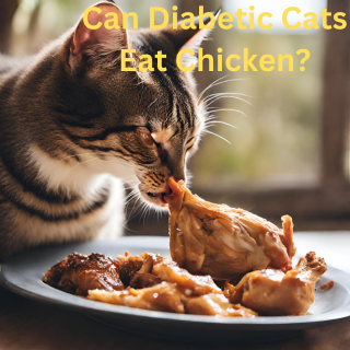 Can Diabetic Cats Eat Chicken