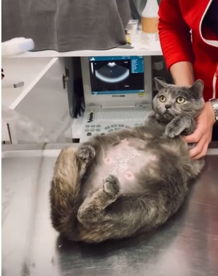 Caring For A Pregnant Cat