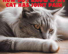 How Do I Know If My Cat Has Joint Pain