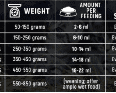 How Much Wet Food to Feed a Kitten
