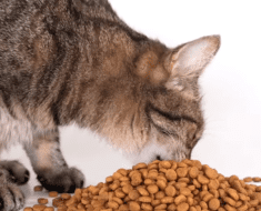 what is the most nutrious food for cats