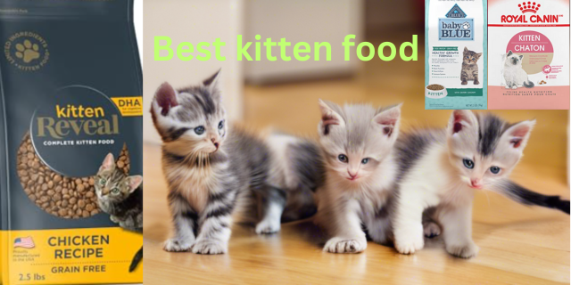 The Best Kitten Food in 2024 Top Picks and Reviews for Healthy Kittens