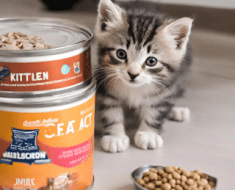 When to Switch from Kitten to Cat Food – Essential Guide for a Healthy Transition
