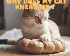 Why Does My Cat Knead Me ?