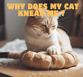 Why Does My Cat Knead Me ?