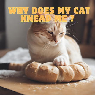  Why Does My Cat Knead Me ?