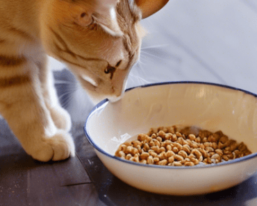 What is the Healthiest Wet Cat Food for Indoor Cats?