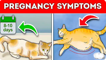 pregnancy cat