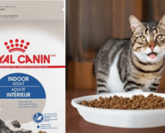 the Best Cat Food in USA